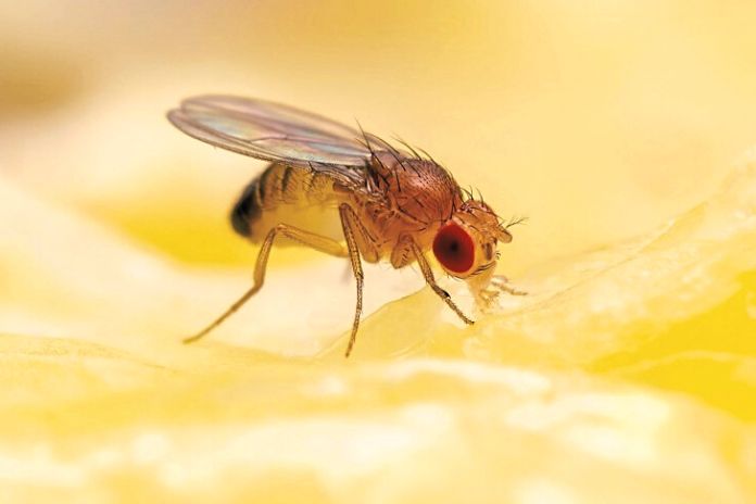 Brainwashing Researchers Use Magnetic Fields To Control Fly Brains